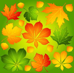 Fototapeta premium Background with autumnal leaves. Vector.