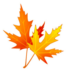 White background with autumnal leave. Vector.