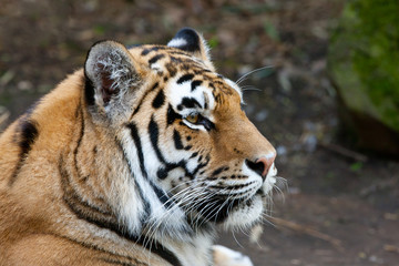 Fototapeta na wymiar Tiger 3