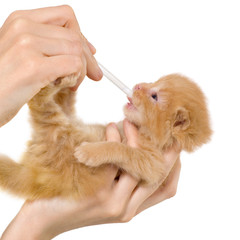 artificial feeding newborn kitten