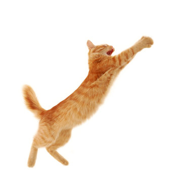 Kitten Jumping