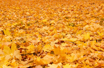 Fall orange autumn leaves on ground
