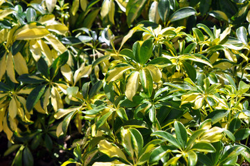 Yellow and green leafs background