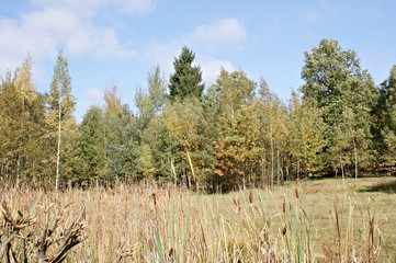 Herbst in einem Biotop