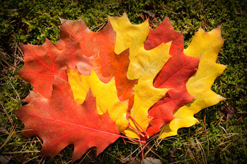 fall leaves composition