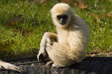 Lar gibbon (Hylobates lar)