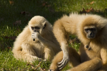 Lar gibbon (Hylobates lar)