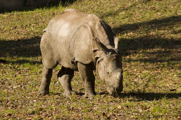 Fototapeta premium Indian rhinoceros (Rhinoceros unicornis)