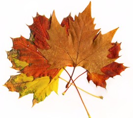 Autumn leafs