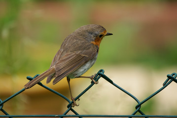 rouge gorge