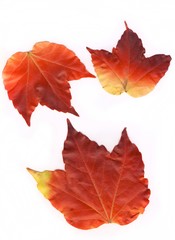 Autumn leafs