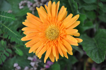 Orange Daisy