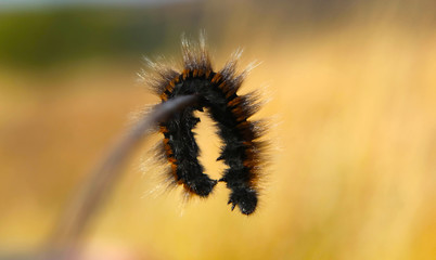 A Caterpillar