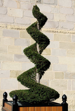 Art Topiaire (If en Spirale)