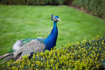 Obraz premium Peacocks walking on the green grass in the park