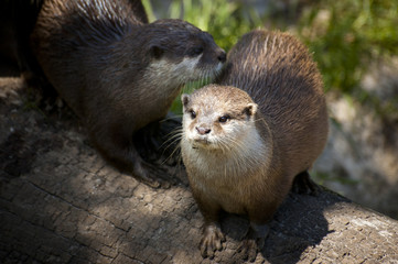 Otters on a log