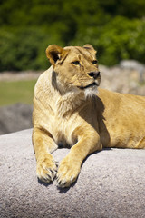 Lioness on rock