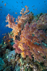 Fototapeta na wymiar Fish, coral and ocean
