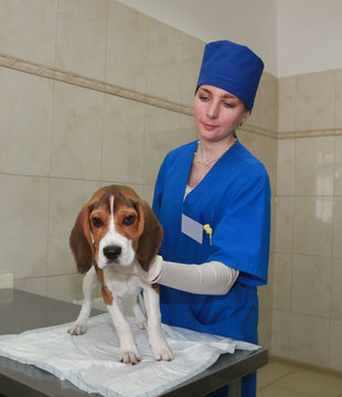 Vet-woman and beagle dog.