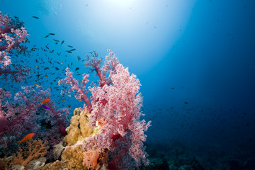 Plakat Fish, coral and ocean