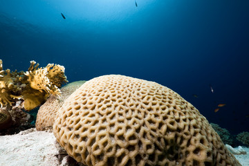 honeycomb coral and ocean