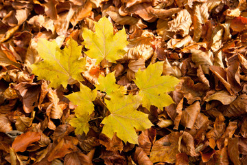 yellow leaves on foliage