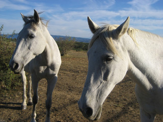 Obraz na płótnie Canvas deux chevaux blancs, gris