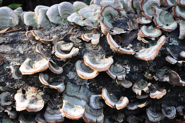 Fungi on a tree