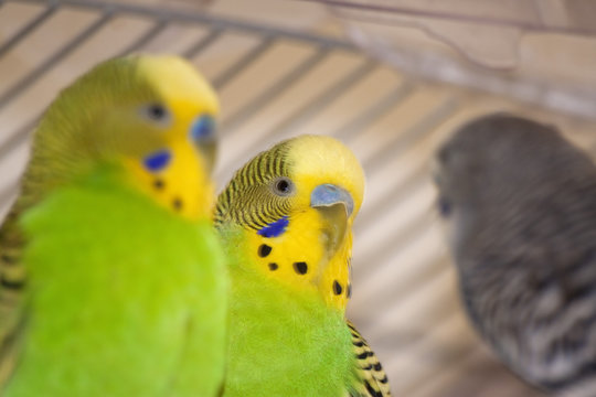 Close-up of Australian parakeets