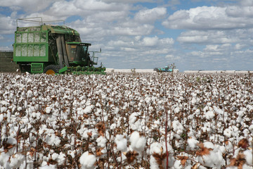 cotton fields