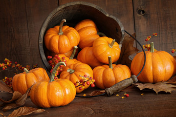 Wooden bucket filled with tiny pumpkins - obrazy, fototapety, plakaty