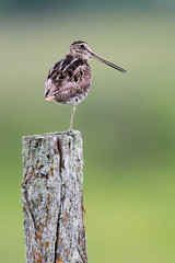 Singing Snipe