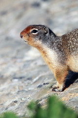 Columbian Ground Squirrel