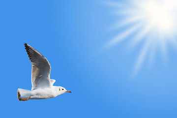White seagull flying among the deep blue sky