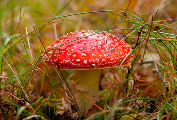champignon - amanite tue mouche - non comestible