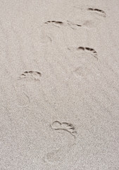 Foot prints