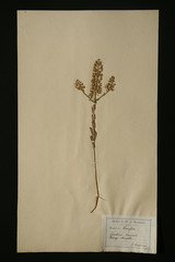 herbier crucif&egrave;re lepidium