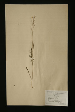 herbier crucif&egrave;re cardamine