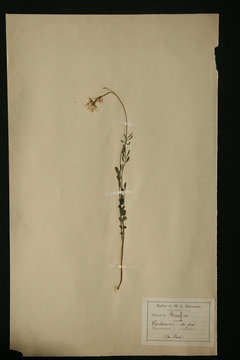 herbier crucif&egrave;re cardamine pratensis