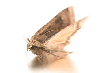 Night hawk moth