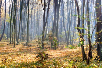 Fototapeta premium forest