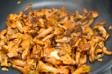 chanterelle