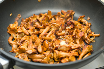 chanterelle