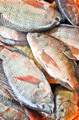 Fresh Tilapia or Oreochromis locally in Thai is Nil (Black) Fish