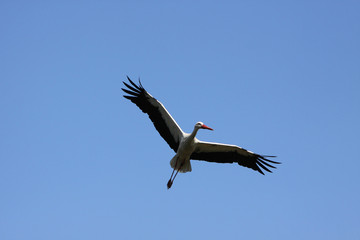 Fliegender Weißstorch