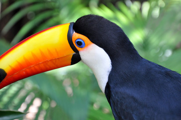 tucan