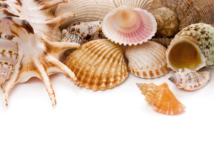Shells