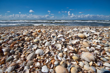 Pretty seashells on beach with clouds in distance