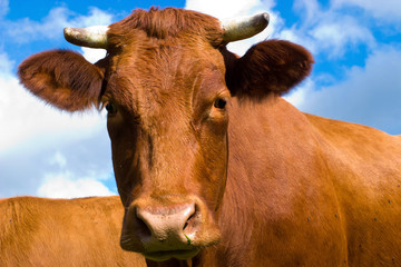 cow