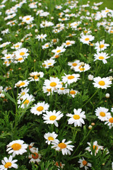 Fototapeta premium Stokrotki wół oko, marguerite (Leucanthemum)
